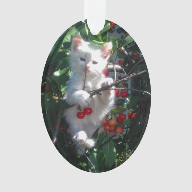 Adorno Foto de gato familiar como recuerdo (Anverso)