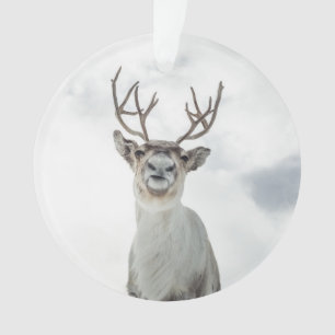 Adorno Foto de la naturaleza de los renos