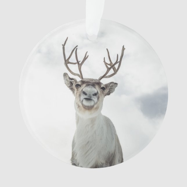Adorno Foto de la naturaleza de los renos (Anverso)