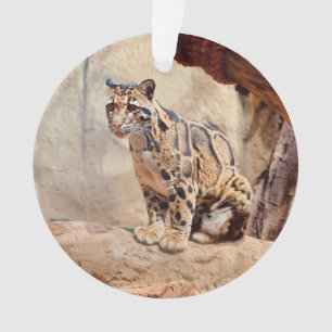 Adorno foto de leopardo nebuloso naturaleza vida silvestr