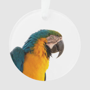Adorno Foto de loro guacamayo