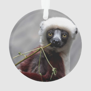 Adorno Foto del animal de la fauna del Lemur de Sefaka