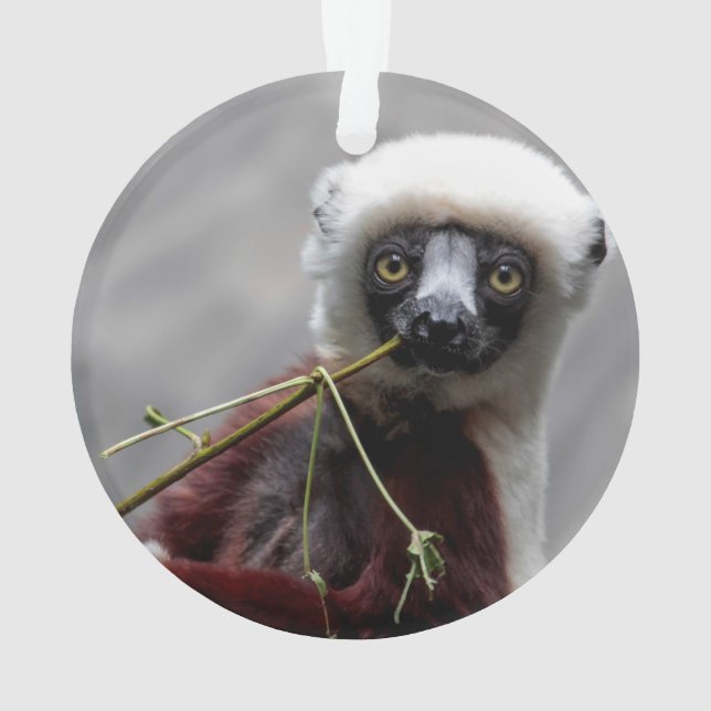 Adorno Foto del animal de la fauna del Lemur de Sefaka (Reverso)