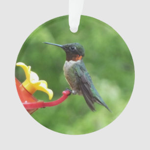 Adorno Fotografía de aves de colibrí de garganta rubí