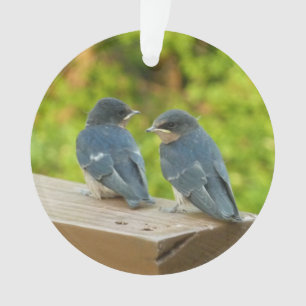 Adorno Fotografía de aves de la naturaleza golondrinas de