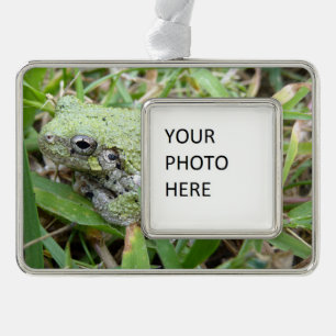 Adorno Fotografía de Naturaleza de la Rana Arbolícola Gri