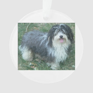 Adorno full.png havanese