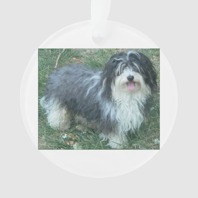 Adorno full.png havanese (Anverso)