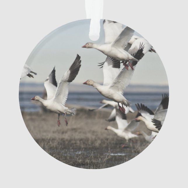 Adorno Gansos de nieve del vuelo (Reverso)