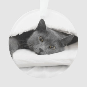Adorno Gato gris debajo de la manta blanca