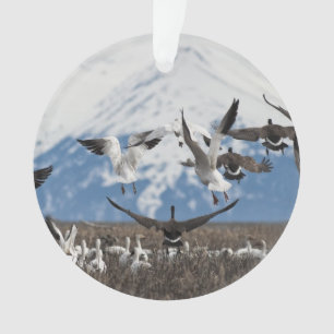 Adorno Geese dispersivo