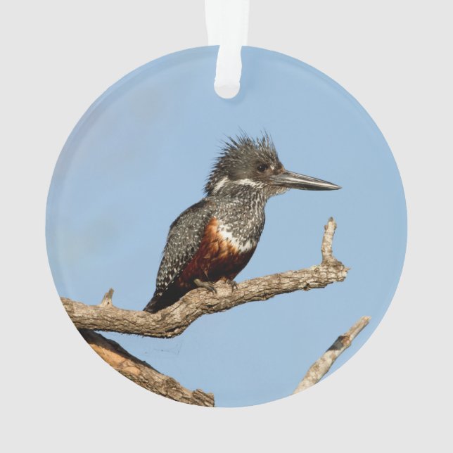 Adorno Giant Kingfisher (Reverso)