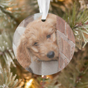 Adorno Goldendoodle cachorro picado