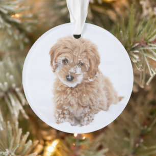 Adorno Goldendoodle Puppy Con Nieve En La Cara