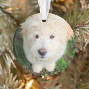Adorno Goldendoodle Puppy Mirando Cámara