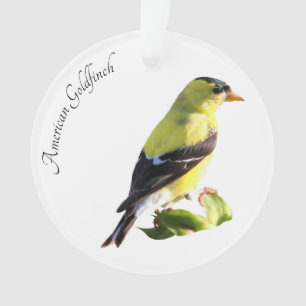 Adorno Goldfinch americano