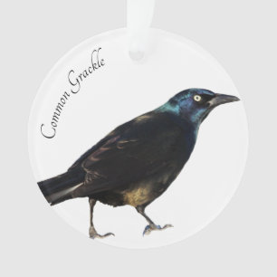 Adorno Grackle común