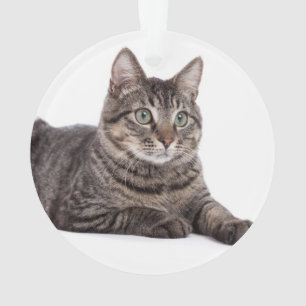 Adorno Gray Tabby Cat