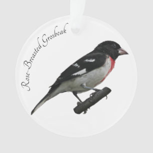 Adorno Grosbeak Rosa