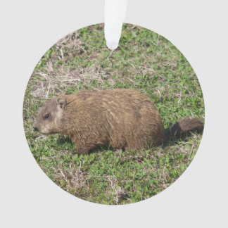 Adorno Groundhog