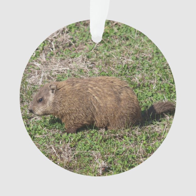 Adorno Groundhog (Anverso)