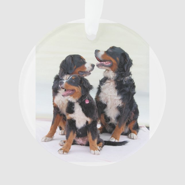Adorno grupo de perros de montaña de bernesa (Anverso)