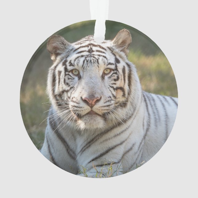 Adorno Gus - (Reverso)