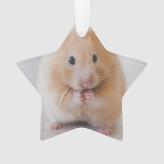 Adorno hámster