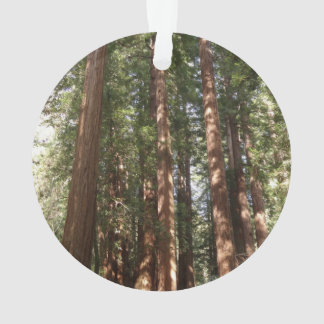 Adorno Hasta Redwoods II en el Monumento Nacional Muir Wo