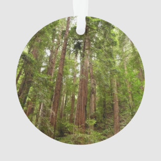 Adorno Hasta secuoyas en el Monumento Nacional Muir Woods