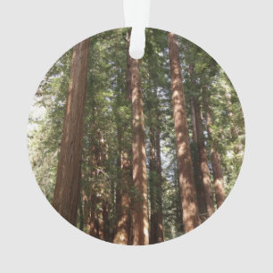 Adorno Hasta secuoyas II en el monumento nacional Muir Wo