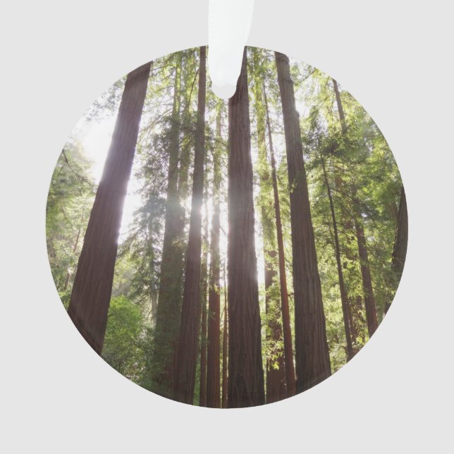 Adorno Hasta secuoyas por la mañana (Anverso)