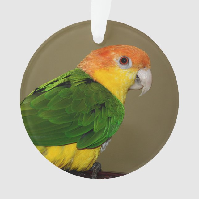 Adorno Hermoso loro caique blanco con vientre (Anverso)