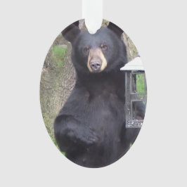 Adorno Hermoso oso negro disfrutando de un refrigerio