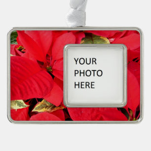 Adorno Holly Point Poinsettias Holiday Floral