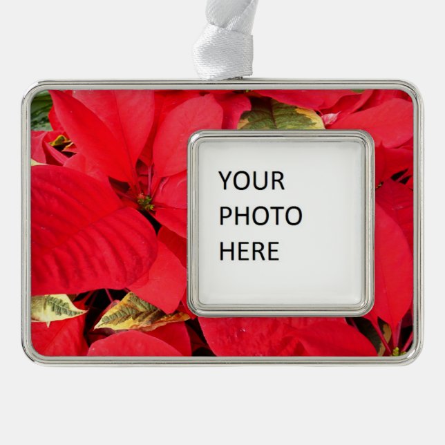 Adorno Holly Point Poinsettias Holiday Floral (Anverso)