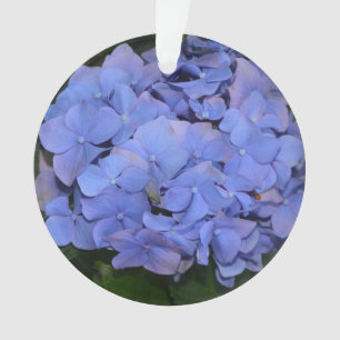 Adorno Hortensia Rustica Purpura macrophylla