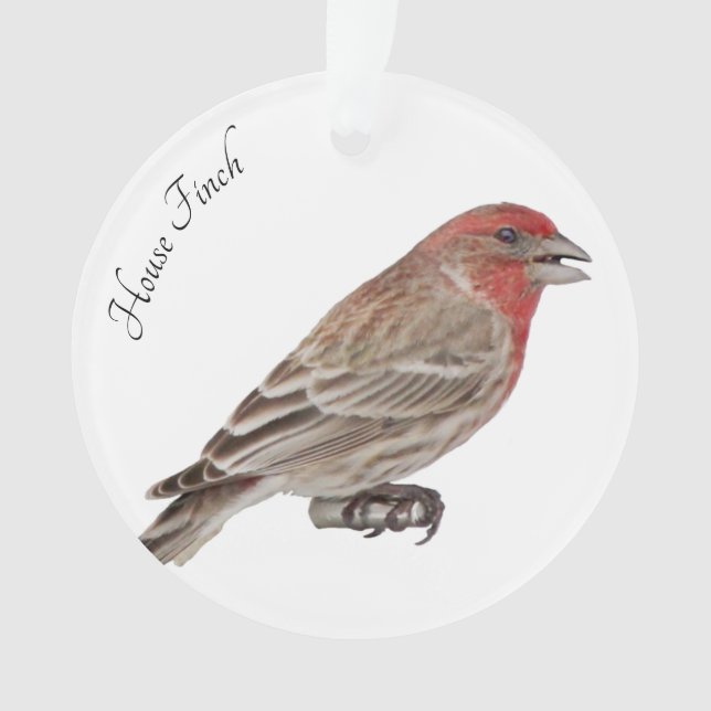 Adorno House Finch (Anverso)