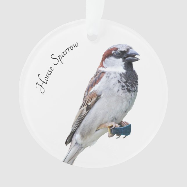 Adorno House Sparrow (Anverso)