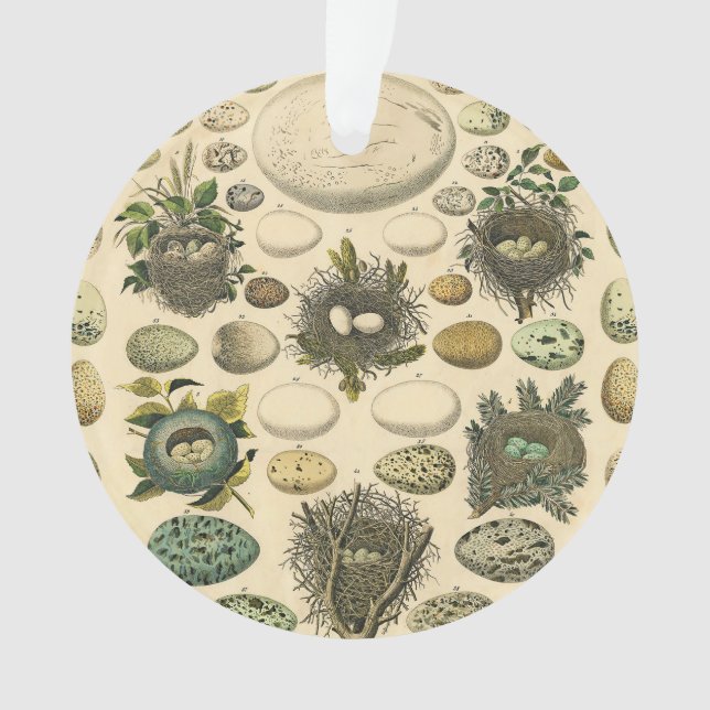 Adorno Huevos de pintura de arte de nido de ave de ave vi (Anverso)