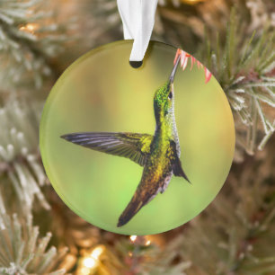 Adorno Hummingbird