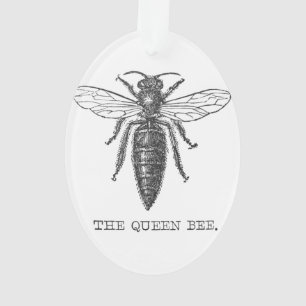 Adorno Ilustración antigua de insecto bug abeja reina