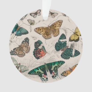 Adorno Ilustración antigua de mariposa: Orfebre de 1820