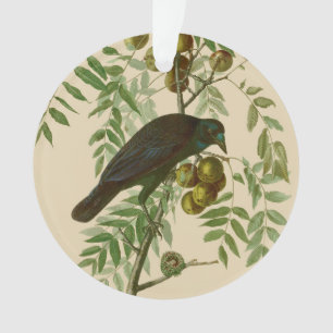 Adorno Impresión de pájaro Grackle púrpura de Audubon Vin