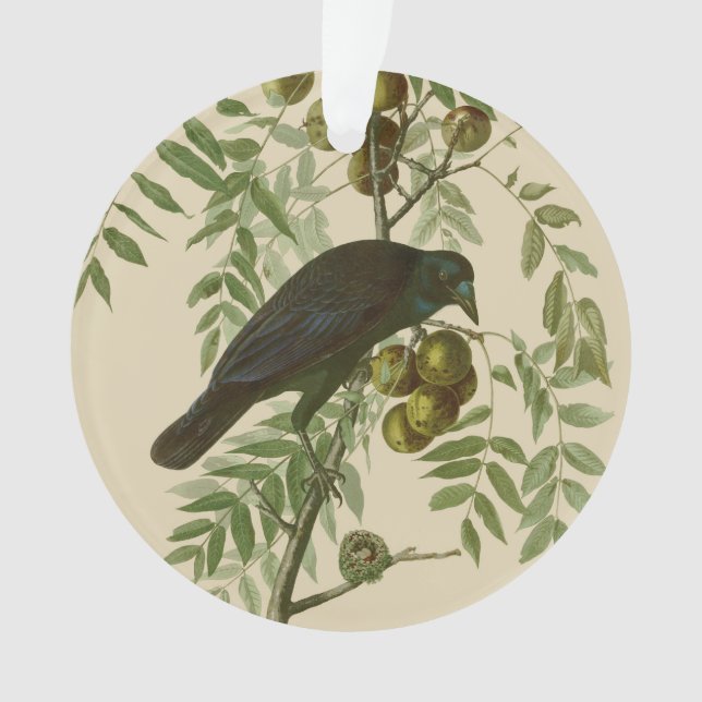 Adorno Impresión de pájaro Grackle púrpura de Audubon Vin (Anverso)