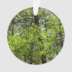 Adorno La naturaleza de las hojas de arce de primavera