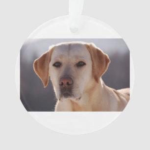Adorno labrador retriever amarillo