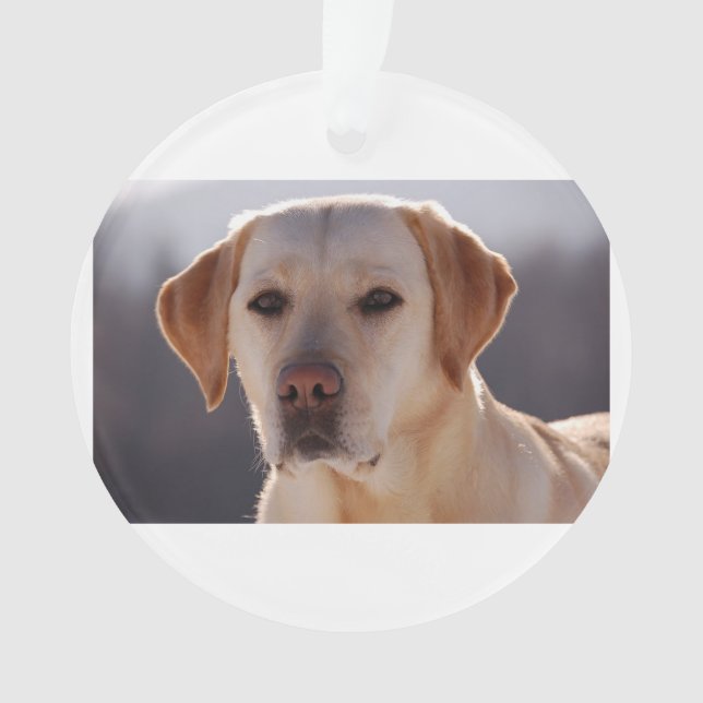 Adorno labrador retriever amarillo (Anverso)