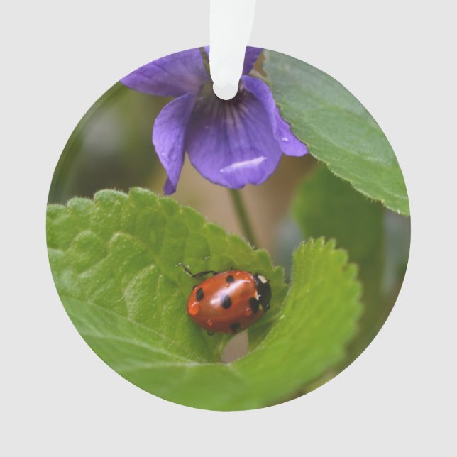 Adorno Ladybug sobre las dulces flores violetas (Anverso)