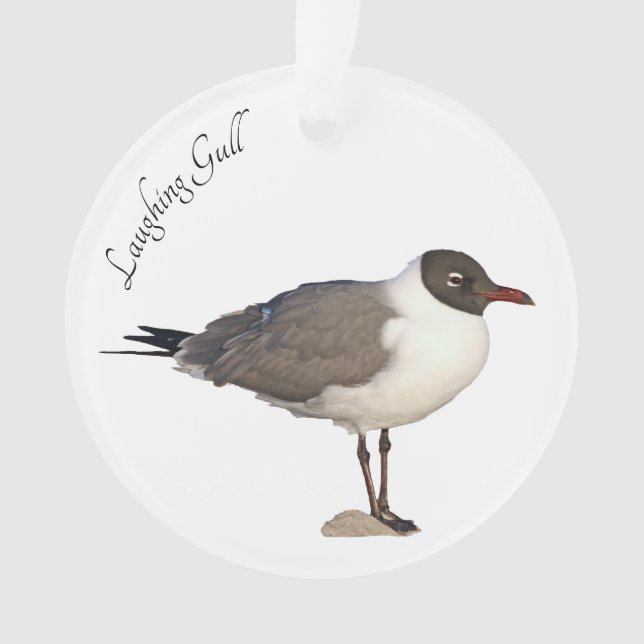 Adorno Laughing Gull (Anverso)